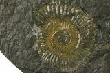 Dactylioceras Ammonite Cluster - Posidonia Shale, Germany #180358-2